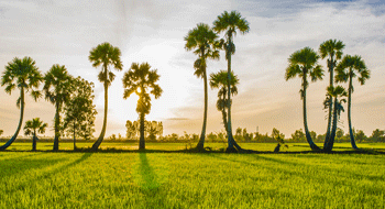 Visiter le Cambodge en juillet